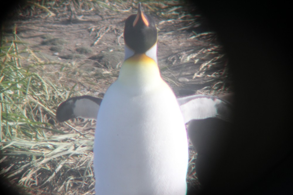 Pinguine Kolonie Königspinguine Feuerland Chile Patagonien Süden Südamerika