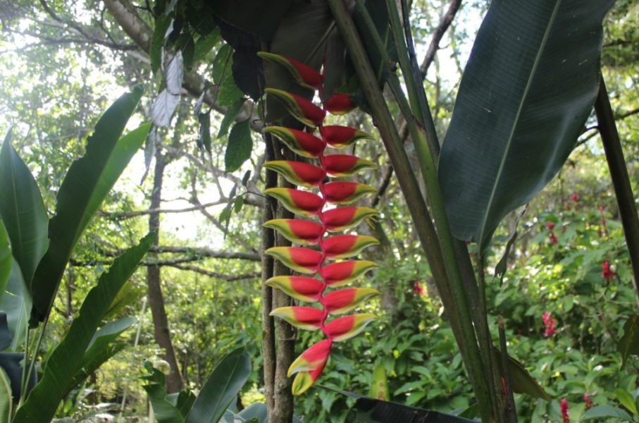 Gallineral Natural Park Blumen Exotisch