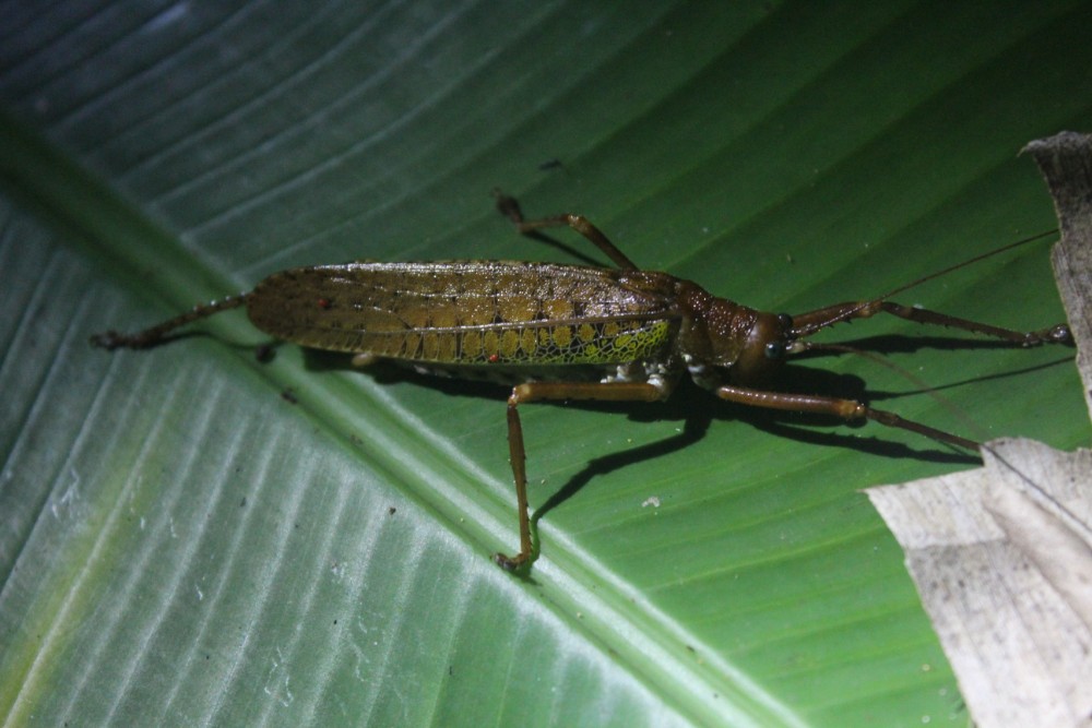 Amazonas Cuyabeno Natur Rainforest Wildlife Insekt