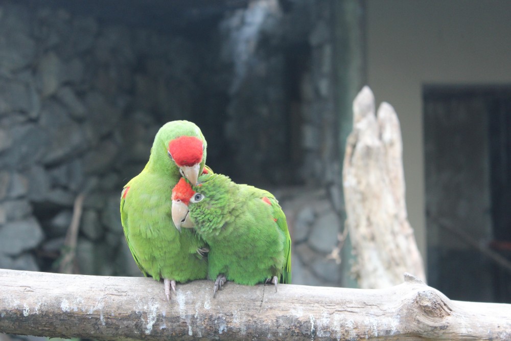 Cuenca Stadt Ecuador Südamerika Tiere Vögel Freunde Gehege