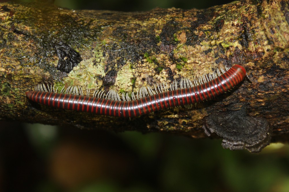Amazonas Regenwald Peru Südamerika Natur Tiere Wildleben  1000-Füßler Wurm