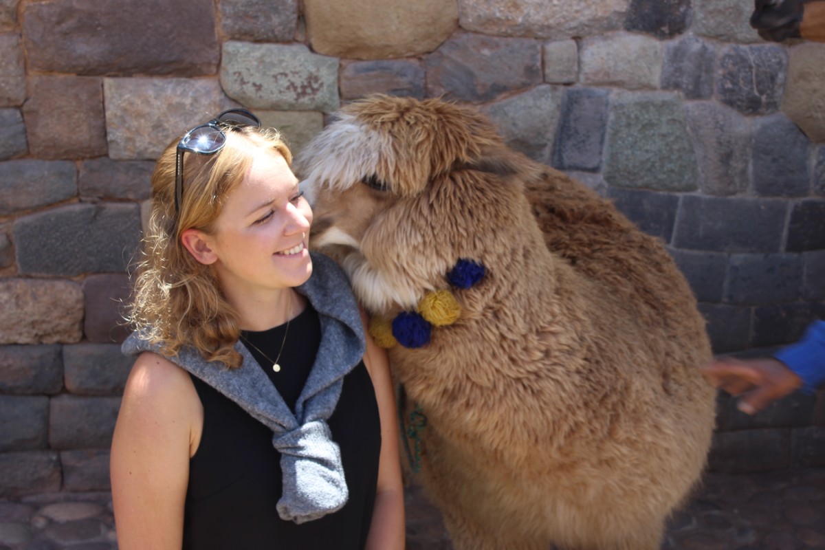 Cusco Peru Südamerika Stadt der Könige Alpaca Kuss Freundliche Tiere