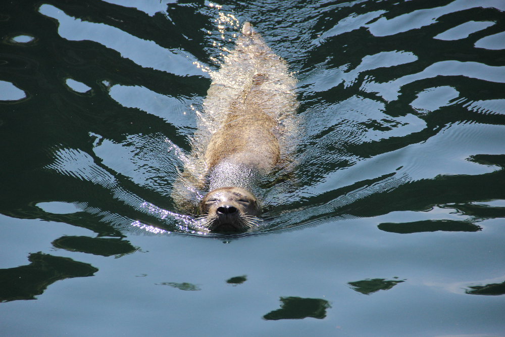 Schwimmende Robbe