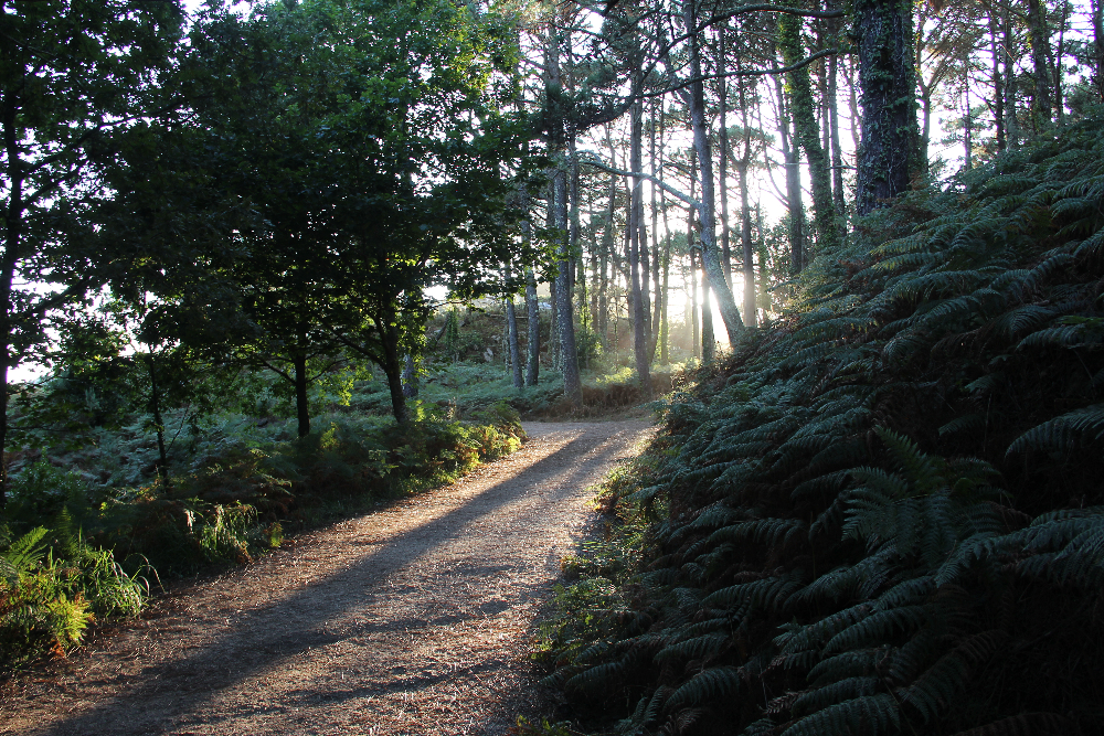 Weg im Wald